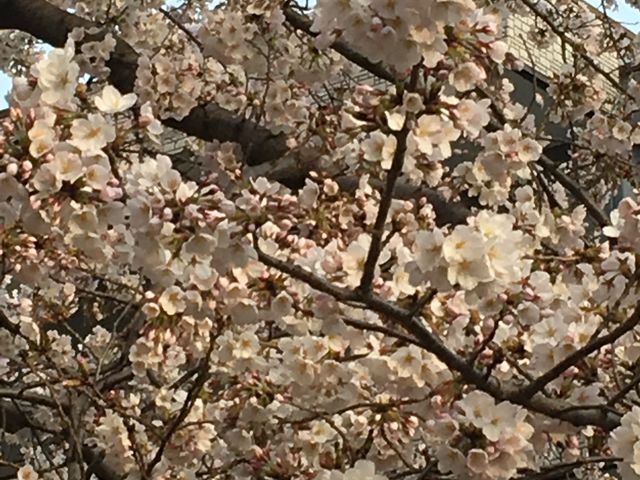 �������ꂢ_���F��