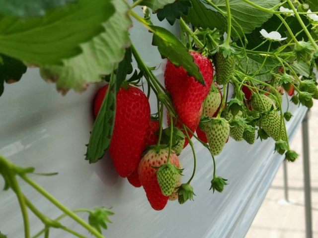 ���[�j�ɂ���������
���ꂩ��܂��܂��Ԃ��Ȃ�C�`�S�������ς��ł��B_�݂悵�ς��ς��t�@�[��