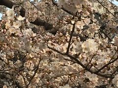 ����������̔��F���ւ̓��e�ʐ^1