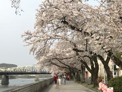 シトラさんの木曽川河畔犬山城の桜への投稿写真1