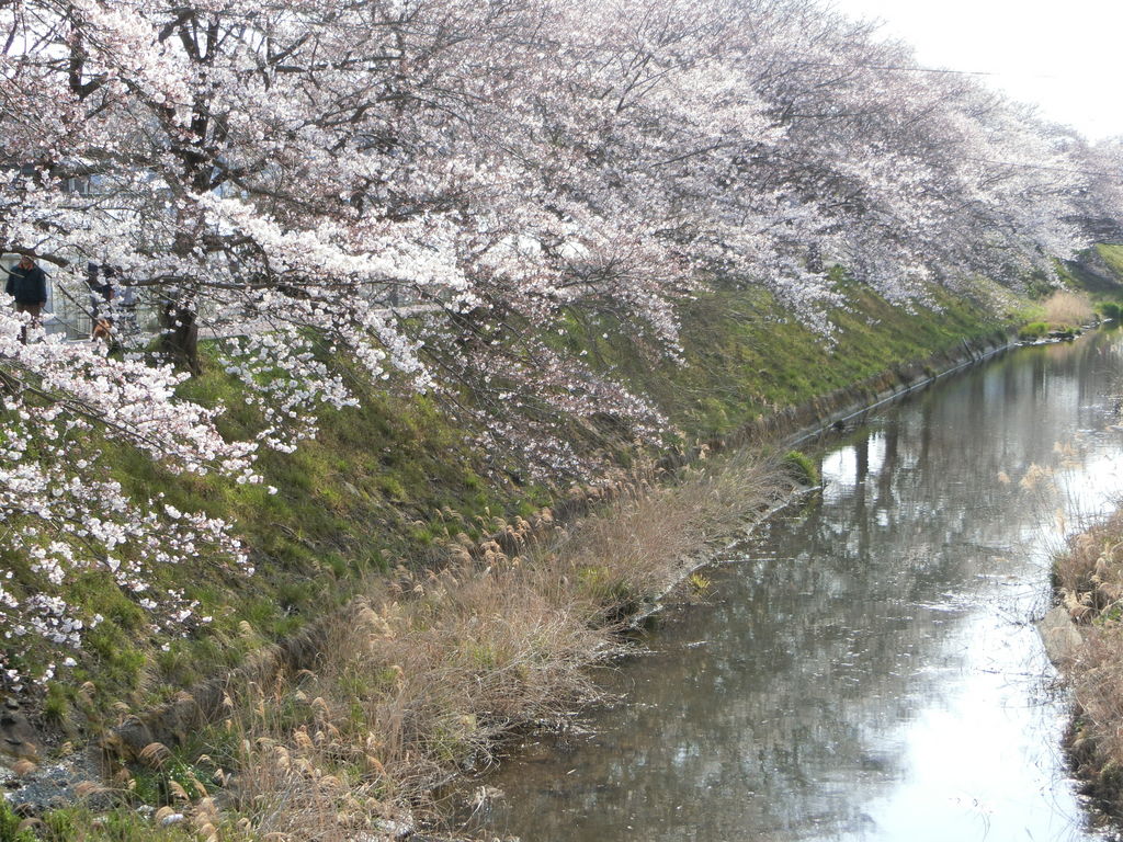 京都の自然歩道・自然研究路ランキングTOP10 - じゃらんnet