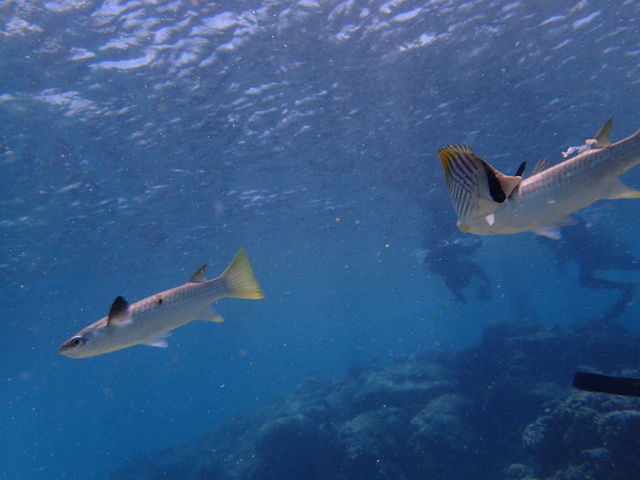 ��_�_�C�r���O�V���b�v�@SeaFree