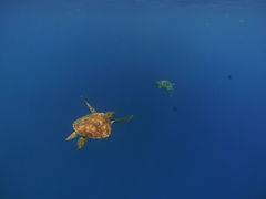 ݂Ƃ̏SҐXNEOMARINEΊ_ւ̓eʐ^1