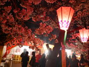 T����̒��������̍��i�V���R�̘[�j�̓��e�ʐ^1