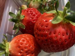 ������������̑�J�t�@�[���ւ̓��e�ʐ^1