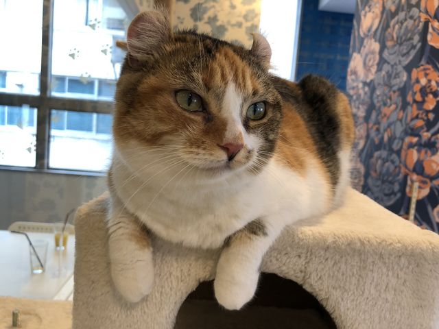 ���L���ȔL�B�B�ł��A�ی�L��y�b�g�V���b�v�̔���c�肾���������ł��B_�L���b�g�����h�@�L�J�t�F���A�i