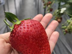 kiki􂳂joumonfarmi傤ӂ[ށjւ̓eʐ^1