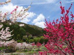 ���_���򋽂̎ʐ^1