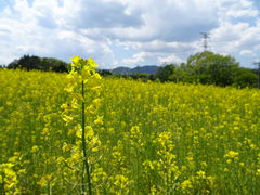 ��Ǖ��ĂЂ܂���y�����Δ_��̍؂̉Ԃ̎ʐ^2