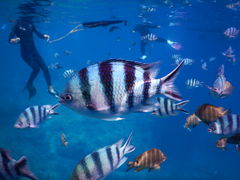 _CrOƐ̓ASeaMole̎ʐ^2