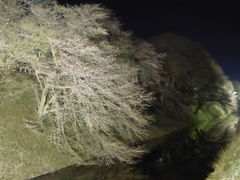 �}���[����̉�������̍��ւ̓��e�ʐ^1