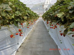 Ԃ񂳂̐V񂾔_ȉւ̓eʐ^4