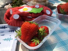 nnEitoku Farm  y舤`Ƃȁ`zւ̓eʐ^1