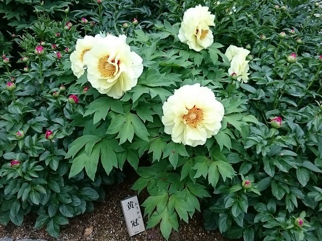 ����_�Ƃ�������^�{�^��