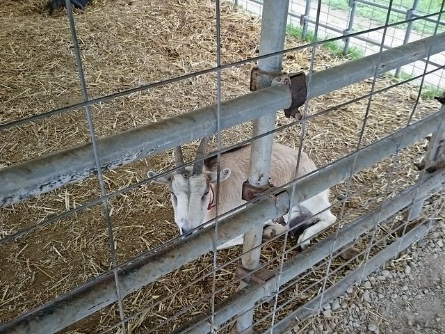 ���M�����܂���_�G�ߑ̌��_��@�Ԃ̊C