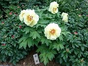 �܂�܂���̂Ƃ�������^�{�^���̓��e�ʐ^2