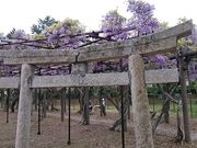 �܂�܂���̂Ƃ�������^�t�W�̓��e�ʐ^1