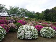 �܂�܂���̂Ƃ�������^�c�c�W�̓��e�ʐ^1