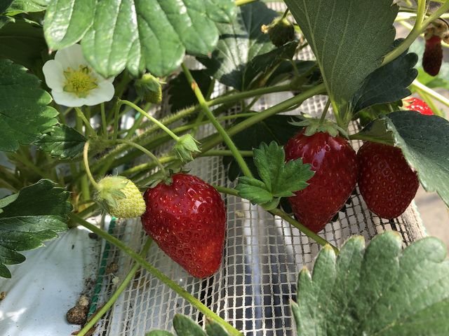 �Â��Ĕ��������C�`�S�A��R�Ȃ��Ă��܂����B�������������I_�c���_��