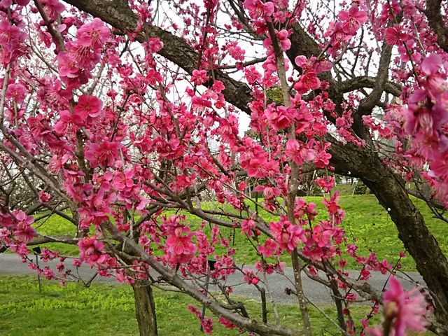 �O�̔~_�x�R�������A����