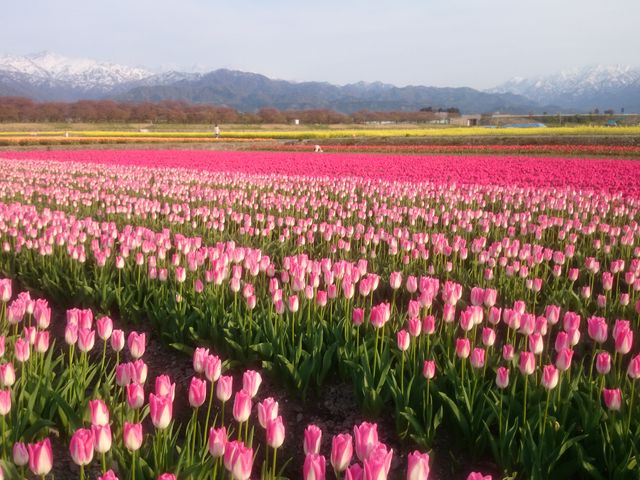 立体絵画の「あさひ舟川の桜堤と菜の花」 富山に春を告げる奇跡の光景「あさひ舟川 春の四重奏」の秘密と