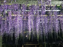亀戸天神の藤の写真一覧 - じゃらんnet