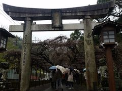 藤山神社の大藤のクチコミ一覧 - じゃらんnet