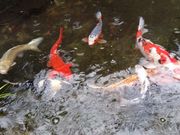 悵߂̓R_Ђ̑員̓eʐ^9