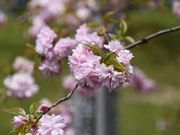 ���ʂ�����̈�{�������̓��e�ʐ^3