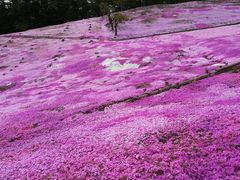 ���z�̋u���񂪂�����u���̂Ђ�΁v�̎ʐ^1