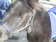 Â̕ĎqRxVZ^[̓eʐ^1