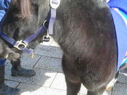 Â̕ĎqRxVZ^[̓eʐ^2