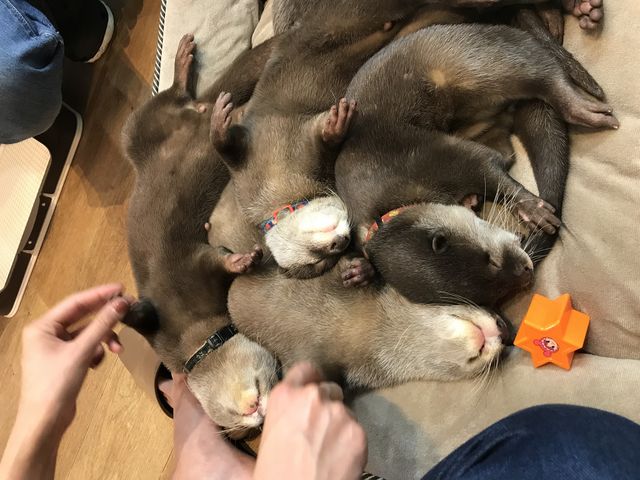 �J���E�\�������񂢂܂����I_�R�c���C�g�@���É���{�X