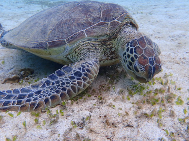 �X�L���_�C�r���O�Ȃ炱��Ȃɋ߂Â��Ă��A����H�ފC�K���������ɂ��܂���B_OCEANZ - �I�[�V�����Y