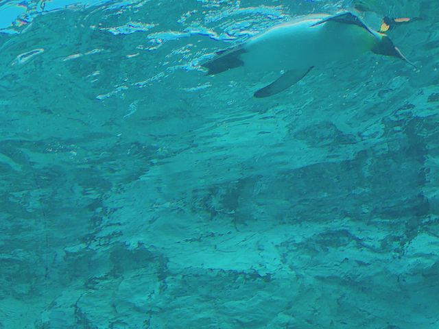 ����Ԃ悤�ɉj���y���M��_���R������