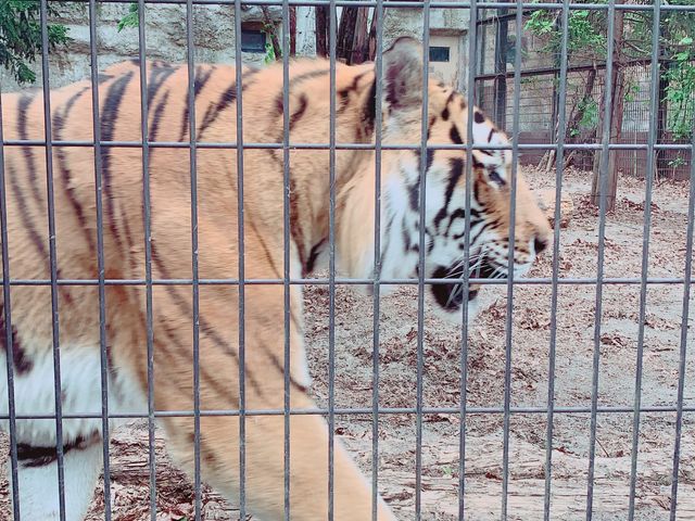 �͂��͂��Ƒ��g�����������܂��B
�g���́A�ƂĂ����ꂢ�ȓ����ł��B_���R������