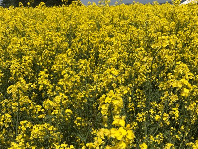 �ʐ^_���l���̍؂̉Ԕ�