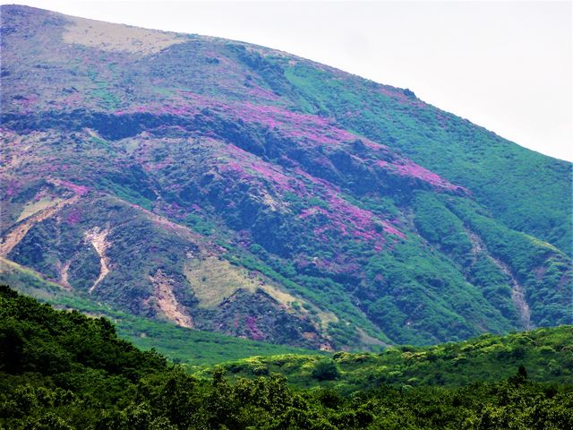 Rɂ̓~}LV}炢Ă܂B_^f