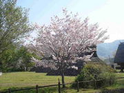 �Â���̓��L�N�E���c��Ռ����̓��e�ʐ^2