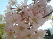 �Â���̓��L�N�E���c��Ռ����̓��e�ʐ^3