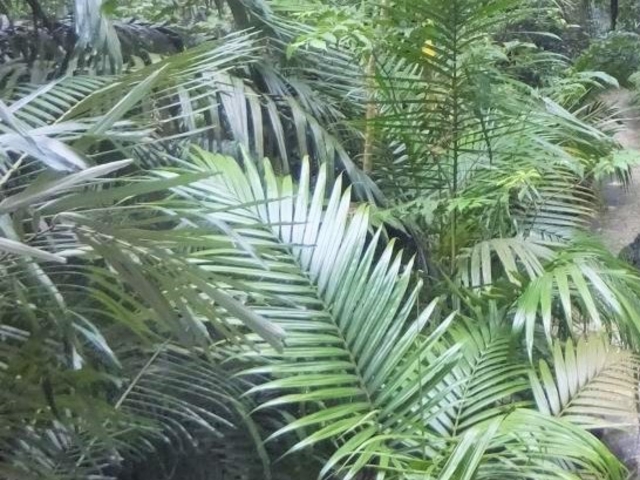 ����ȃV�_�A���Ȃǂ��������Ă��āA�M�т̖��ђn�тɓ��������̂悤�ȕ��͋C_�Č��̃��G���}���V�Q��