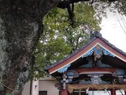 񂿂񂳂̍Ő_Ђ̓eʐ^1