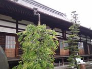 ����ς炳��̓S�M���̓��e�ʐ^3