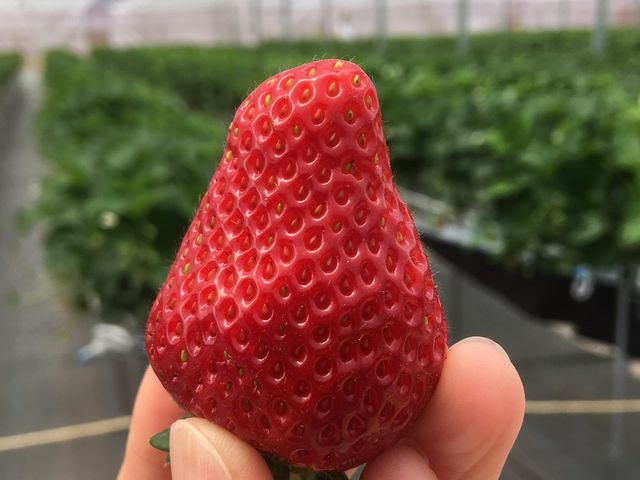 �傫���ĊÂ��Ƃ����Ƃ�_���E�t���[�Y