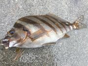 Ƃ񂳂̐C̈ނ̓eʐ^1