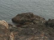 Ƃ񂳂̐C̈ނ̓eʐ^2