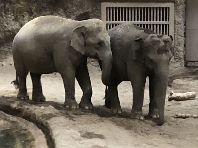 ���ǂ��]�E����B_�~�R������