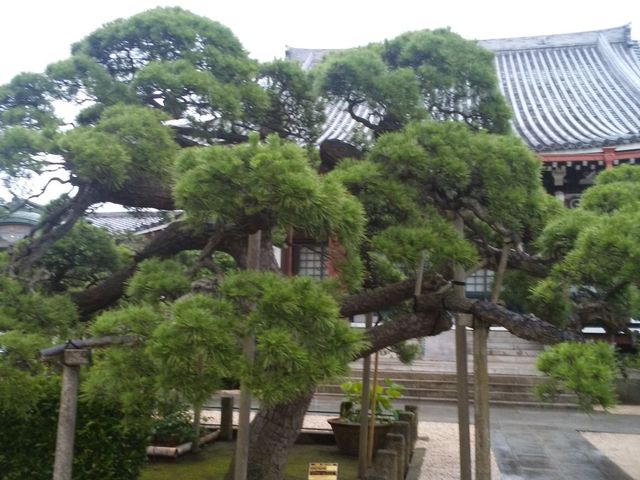 大きな松_光明寺(千葉県木更津市)