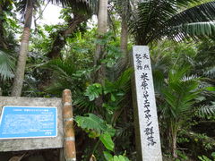 �g�����\����̕Č��̃��G���}���V�Q���ւ̓��e�ʐ^1