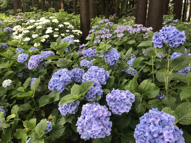 TXL����̐����R���{���̓��e�ʐ^1